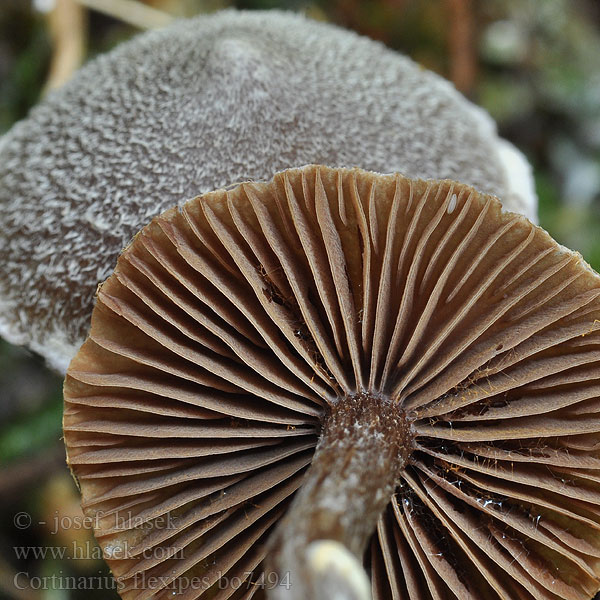 Cortinarius_flexipes_bo7494