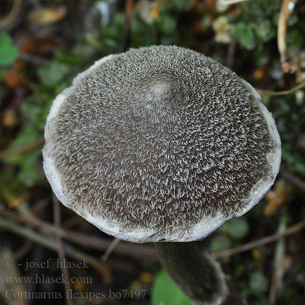 Cortinarius_flexipes_bo7497