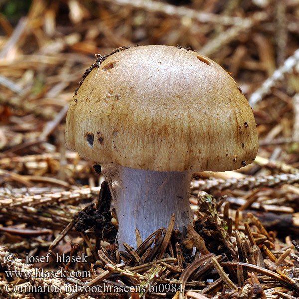 Cortinarius fulvoochrascens riederi Cortinaire fauve ocré Pavučinec skvrnatý Faurholt Hede Lilastieliger Klumpfuss Pavučinovec škvrnitý Паутинник буро-охристый Zasłonak brunatnoplamisty