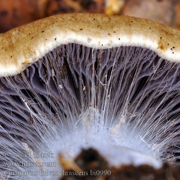 Cortinarius fulvoochrascens bi0990