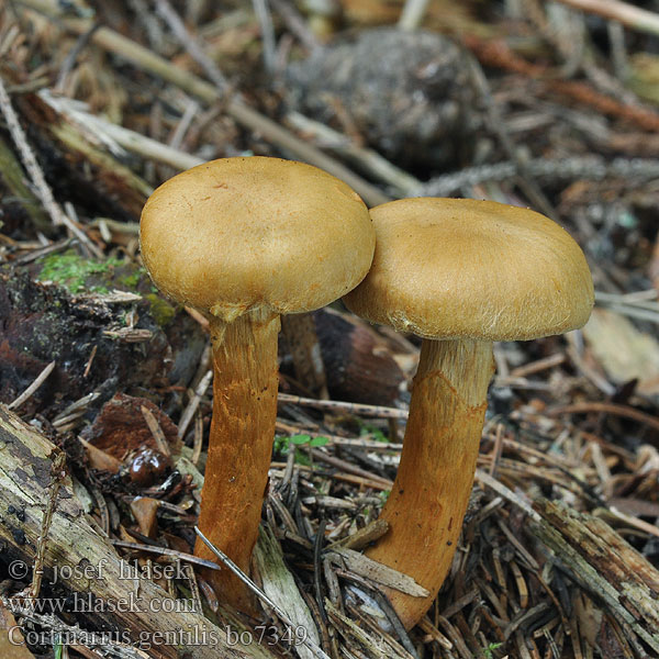 Cortinarius gentilis Pavučinec příbuzný Goldgelber Rauhkopf Geelgeringde gordijnzwam Zasłonak żółtobrzegi Pavučinovec šafranovohnedý Bæltet slørhat Gulbandad spindling Keltavyöseitikki Cortinaire parent Gulbelteslørsopp Паутинник благородный