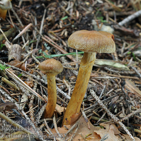 Cortinarius_gentilis_bo7355