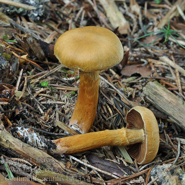 Bæltet slørhat Gulbandad spindling Keltavyöseitikki Cortinaire parent Gulbelteslørsopp Паутинник благородный Cortinarius gentilis Pavučinec příbuzný Goldgelber Rauhkopf Geelgeringde gordijnzwam Zasłonak żółtobrzegi Pavučinovec šafranovohnedý