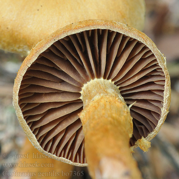 Cortinarius_gentilis_bo7365