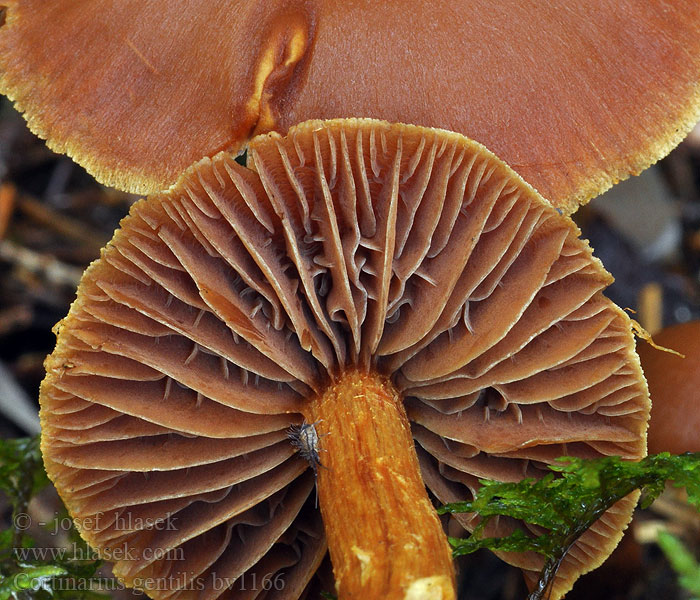 Cortinarius gentilis Pavučinec příbuzný