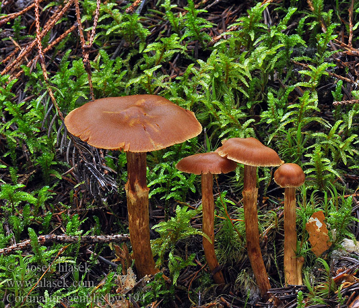 Cortinarius gentilis Goldgelber Rauhkopf