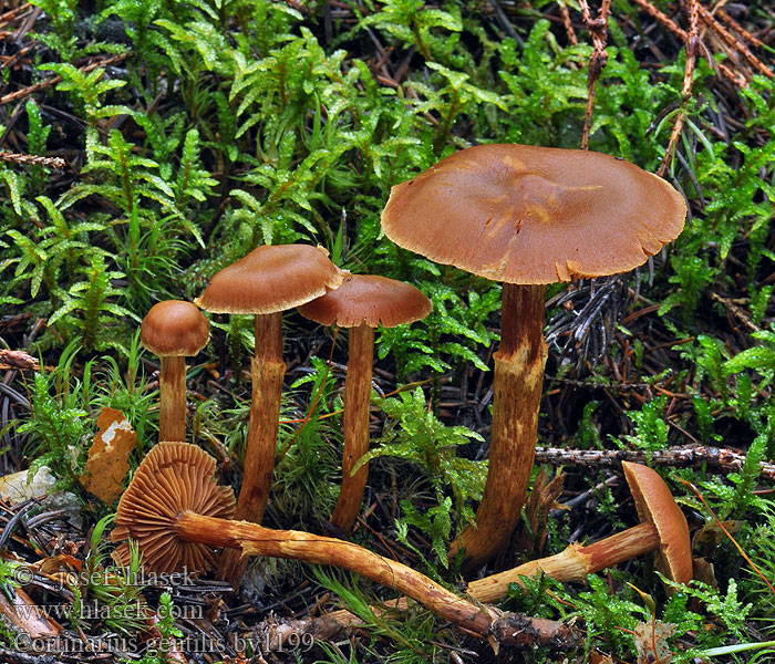 Cortinarius gentilis Zasłonak żółtobrzegi