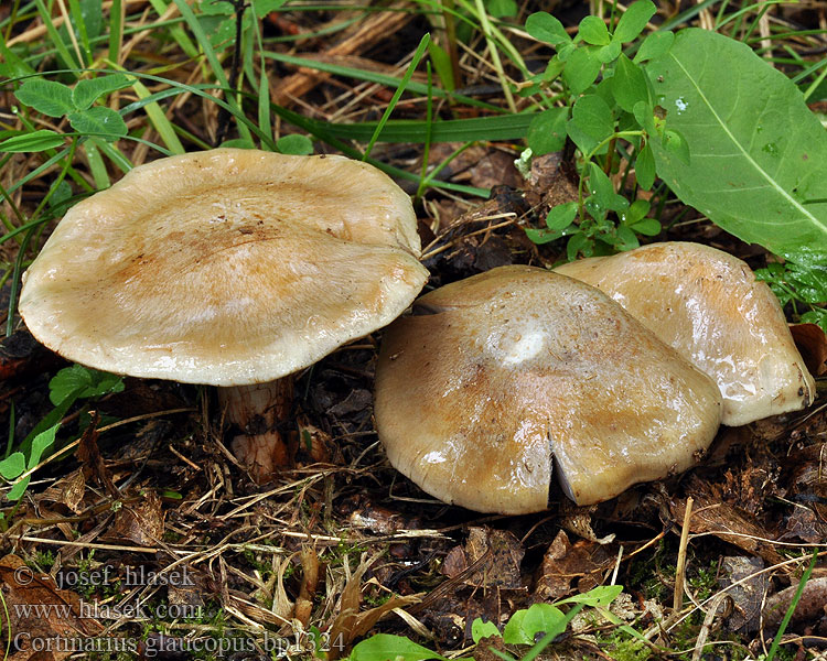 Cortinarius glaucopus Pavučinec sivonohý Knollenloser Klumpfuss Blauwsteelgordijnzwam Zasłonak niebieskostopy Pavučinovec premenlivý Knoldløs Slørhat Strimspindling Viirunuppiseitikki Cortinaire pied glauque Паутинник сизоножковый