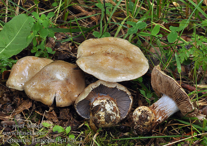 Cortinarius_glaucopus_bp1326