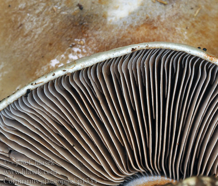 Knoldløs Slørhat Strimspindling Viirunuppiseitikki Cortinaire pied glauque Паутинник сизоножковый Cortinarius glaucopus Pavučinec sivonohý Knollenloser Klumpfuss Blauwsteelgordijnzwam Zasłonak niebieskostopy Pavučinovec premenlivý