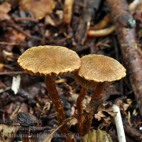 Cortinarius helvelloides Gulflockig alspindling Pavučinec chřapáčovitý Cortinaire helvelle Dickblättriger Erlengürtelfuss Fjernbladet Slørhat Leppäkorpiseitikki Geelvlokkige gordijnzwam Zasłonak olszowy Паутинник лопастниковидный