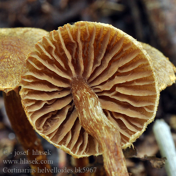 Cortinarius helvelloides bk5967