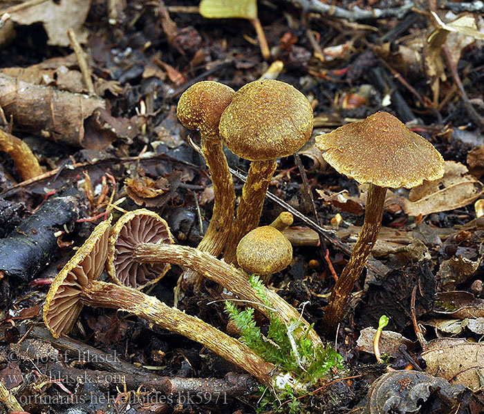 Cortinarius helvelloides bk5971