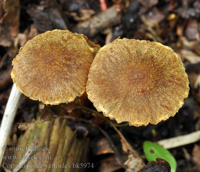 Cortinarius helvelloides bk5974