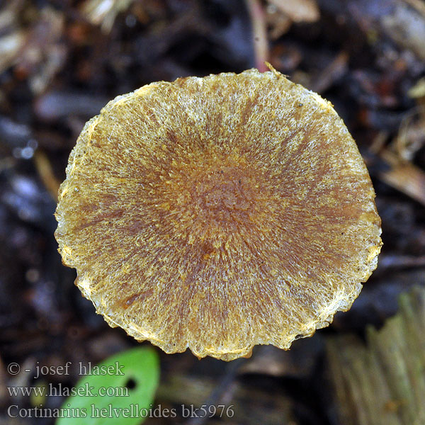 Паутинник лопастниковидный Cortinarius helvelloides Gulflockig alspindling Pavučinec chřapáčovitý Cortinaire helvelle Dickblättriger Erlengürtelfuss Fjernbladet Slørhat Leppäkorpiseitikki Geelvlokkige gordijnzwam Zasłonak olszowy