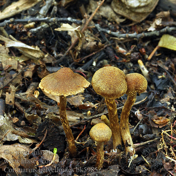 Cortinarius helvelloides bk5985