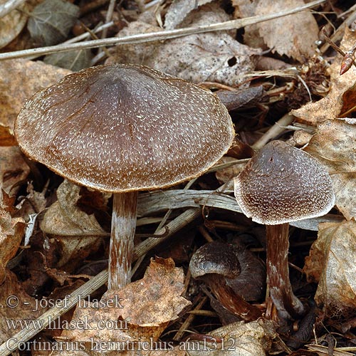 Cortinarius hemitrichus Telamonia Pavučinec plstnatý Pásenka plstnatá Frosty Webcap Fjunspindling Cortinaire semi-poilu ajouté Zasłonak oszroniony Hahtuvaseitikki Hvidfnugget slørhat Witschubbige Gordijnzwam 半被毛丝膜菌 シラガツバフウセンタケ Weißflockiger Gürtelfuß Fnokkslørsopp Паутинник полуволосистый Finoluskata koprenka