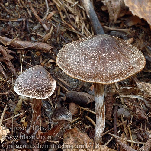 Cortinarius hemitrichus am1318