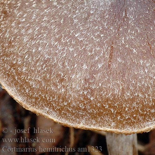 Cortinarius hemitrichus am1323