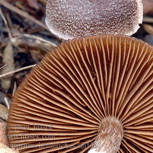 Cortinarius hemitrichus am1331