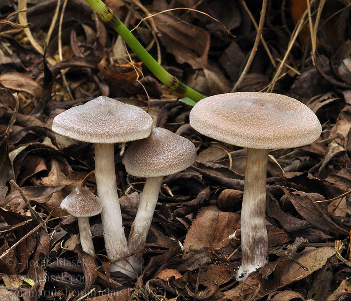 Cortinarius hemitrichus Паутинник полуволосистый Finoluskata koprenka