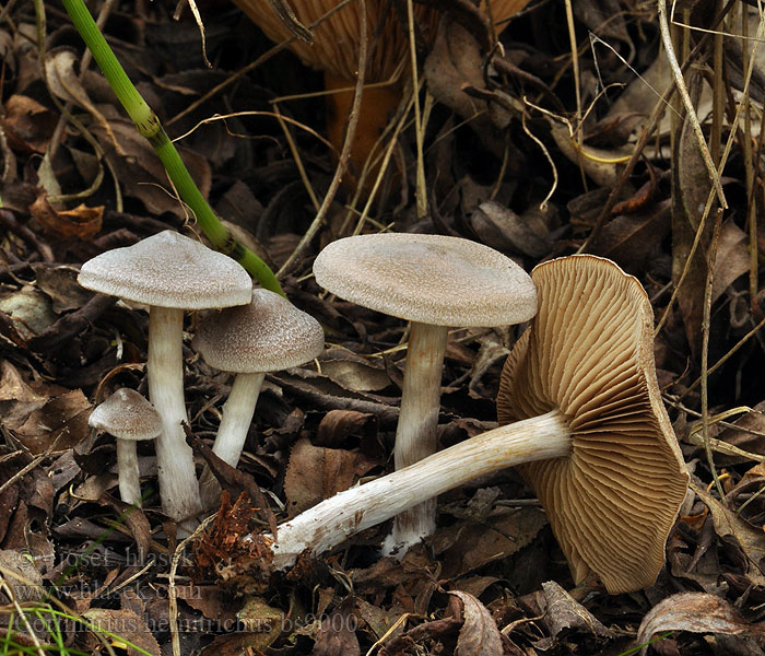 Cortinarius_hemitrichus_bs9000