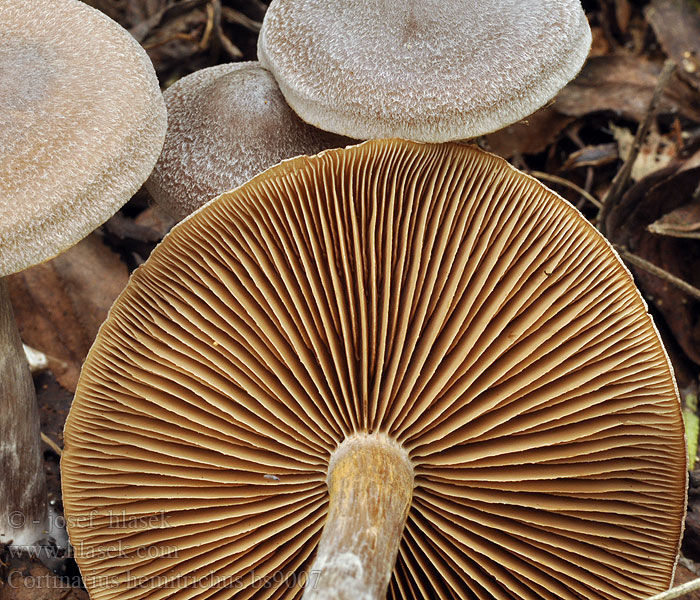 Cortinarius_hemitrichus_bs9007