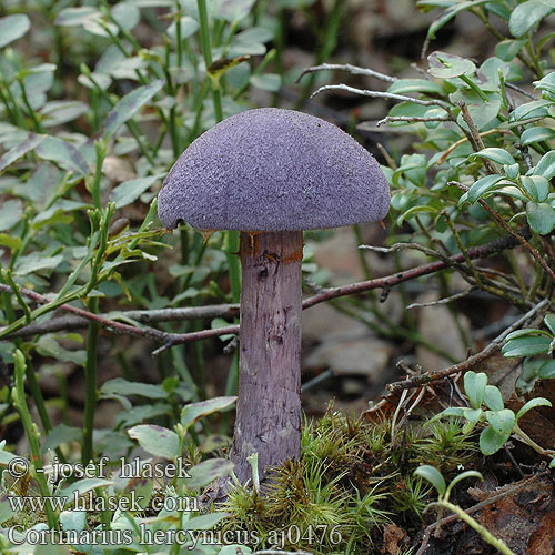 Cortinarius hercynicus Pavučinec hercynský Cortianire forêt noire violet hercynien Zasłonak fioletowy hercyński Violettiseitikki Tumšvioletā Dunkelvioletter Dickfuss Pavučinovec hercýnsky