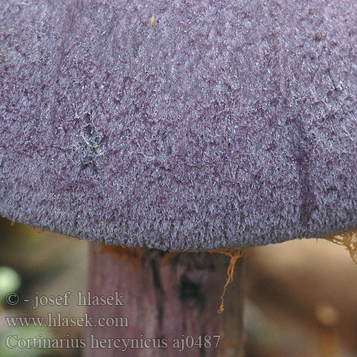 Cortinarius hercynicus Zasłonak fioletowy hercyński Violettiseitikki Tumšvioletā Dunkelvioletter Dickfuss Pavučinovec hercýnsky Pavučinec hercynský Cortianire forêt noire violet hercynien