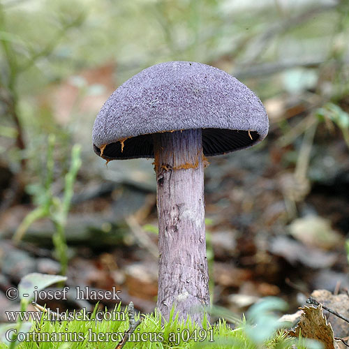 Cortinarius hercynicus Dunkelvioletter Dickfuss Pavučinovec hercýnsky Pavučinec hercynský Cortianire forêt noire violet hercynien Zasłonak fioletowy hercyński Violettiseitikki Tumšvioletā