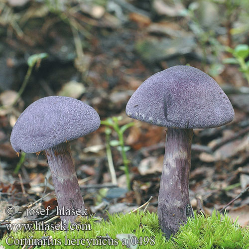 Cortinarius hercynicus Pavučinovec hercýnsky Pavučinec hercynský Cortianire forêt noire violet hercynien Zasłonak fioletowy hercyński Violettiseitikki Tumšvioletā Dunkelvioletter Dickfuss