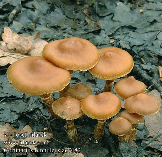 Cortinarius hinnuleus Pavučinec kolouší Zasłonak sarni żółtopomarańczowy Jelenčja koprenka Glesskivig spindling Tunkkaseitikki Ildelugtende slørhat Cortinaire couleur faon Muffe gordijnzwam Kéklemezű pókhálósgomba Erdigriechender Gürtelfuß Hjorteslørsopp Pavučinovec zemitý