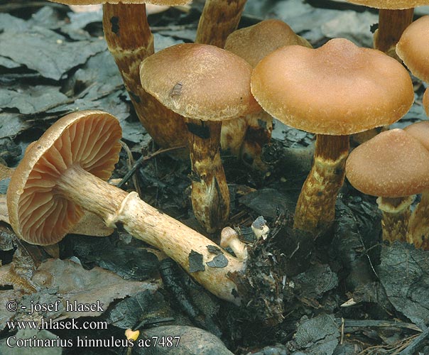 Cortinarius hinnuleus Jelenčja koprenka Glesskivig spindling Tunkkaseitikki Ildelugtende slørhat Cortinaire couleur faon Muffe gordijnzwam Kéklemezű pókhálósgomba Erdigriechender Gürtelfuß Hjorteslørsopp Pavučinovec zemitý Pavučinec kolouší Zasłonak sarni żółtopomarańczowy