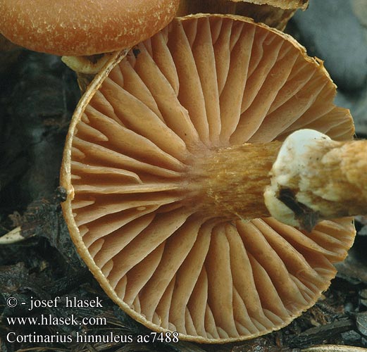 Cortinarius hinnuleus ac7488