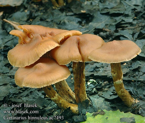 Cortinarius hinnuleus ac7493