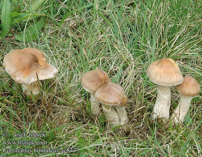 Cortinarius hinnuleus Cortinaire couleur faon Muffe gordijnzwam Kéklemezű pókhálósgomba Erdigriechender Gürtelfuß Hjorteslørsopp Pavučinovec zemitý Pavučinec kolouší Zasłonak sarni żółtopomarańczowy Jelenčja koprenka Glesskivig spindling Tunkkaseitikki Ildelugtende slørhat