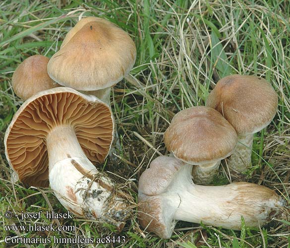 Cortinarius hinnuleus Cortinaire couleur faon Muffe gordijnzwam Kéklemezű pókhálósgomba Erdigriechender Gürtelfuß Hjorteslørsopp Pavučinovec zemitý Pavučinec kolouší Zasłonak sarni żółtopomarańczowy Jelenčja koprenka Glesskivig spindling Tunkkaseitikki Ildelugtende slørhat