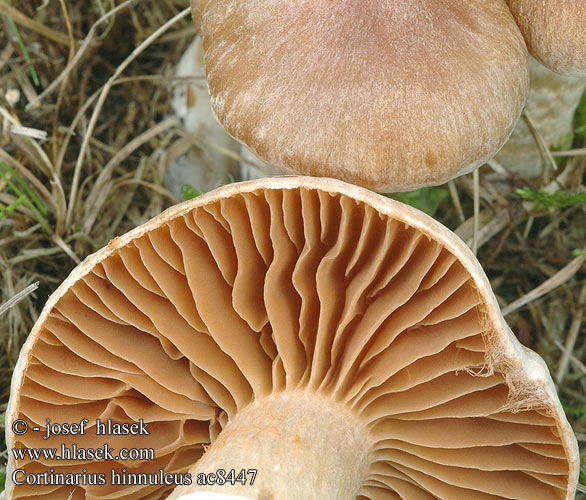 Cortinarius hinnuleus ac8447