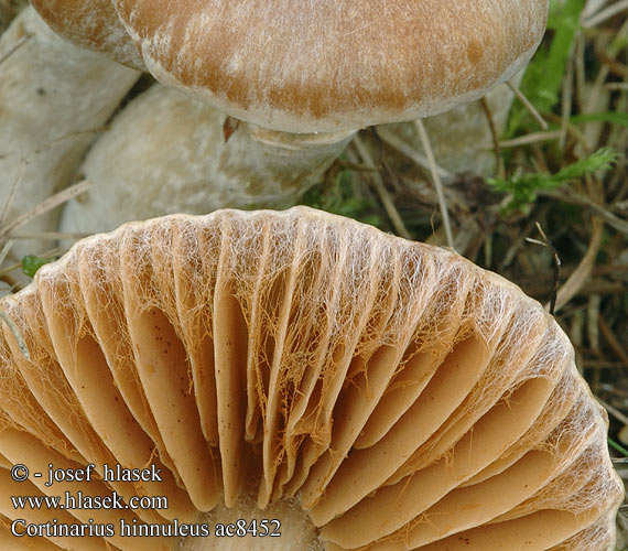 Cortinarius hinnuleus Hjorteslørsopp Pavučinovec zemitý Pavučinec kolouší Zasłonak sarni żółtopomarańczowy Jelenčja koprenka Glesskivig spindling Tunkkaseitikki Ildelugtende slørhat Cortinaire couleur faon Muffe gordijnzwam Kéklemezű pókhálósgomba Erdigriechender Gürtelfuß