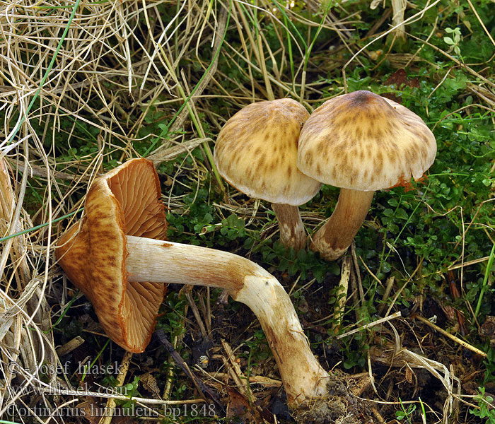 Cortinaire couleur faon Muffe gordijnzwam Kéklemezű pókhálósgomba Erdigriechender Gürtelfuß Hjorteslørsopp Pavučinovec zemitý Cortinarius hinnuleus Pavučinec kolouší Zasłonak sarni żółtopomarańczowy Jelenčja koprenka Glesskivig spindling Tunkkaseitikki Ildelugtende slørhat