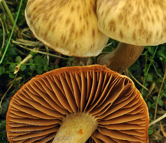 Cortinarius_hinnuleus_bp1851