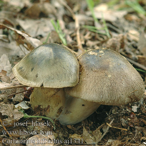 Cortinarius infractus aj1341