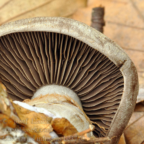 Cortinarius infractus be3770