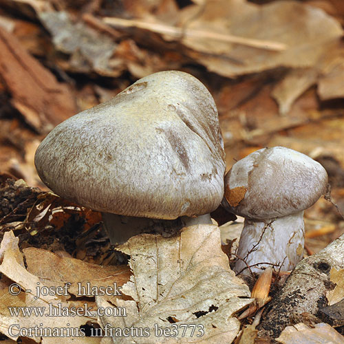 Cortinarius infractus be3773