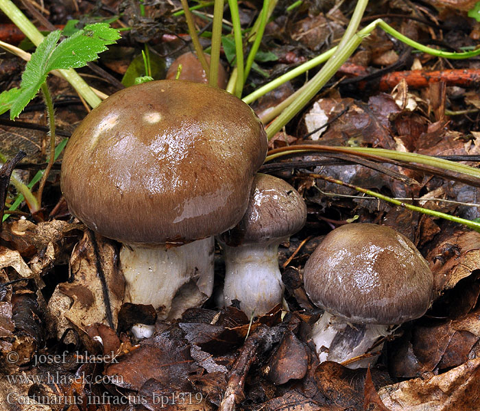 Pavučinec olivový Pavučinovec Bitterer Schleimkopf Zasłonak gorzkawy Cortinarius infractus Bitter Webcap Cortinaire marge brisée Scefrana koprenka Olijfkleurige gordijnzwam Galleslørsopp Galde-slørhat Sappiseitikki Паутинник непривлекательный Keserű pókhálósgomba Bitter lökspindling