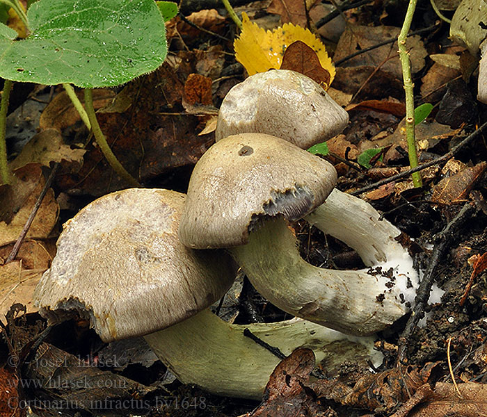 Cortinarius infractus Pavučinec olivový