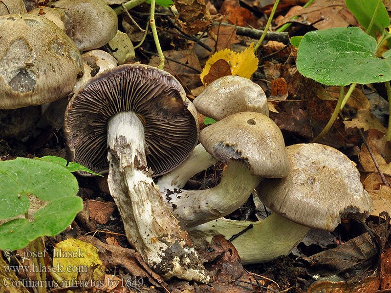 Cortinarius infractus Pavučinovec olivový