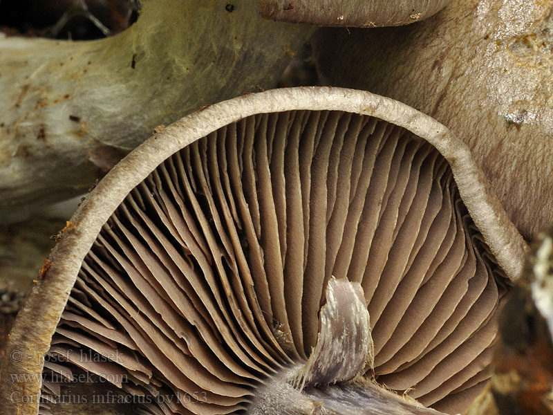 Cortinarius infractus Bitterer Schleimkopf Zasłonak gorzkawy