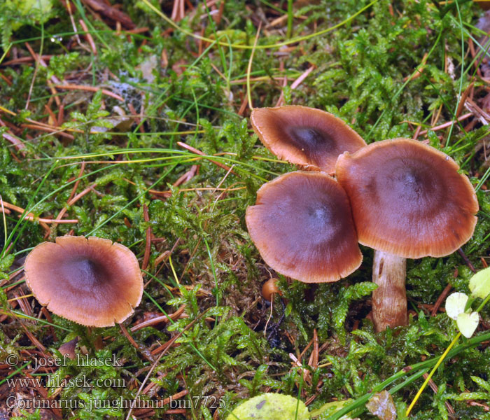 Cortinarius junghuhnii Pavučinec Junghuhnův Franjeplaatgordijnzwam Breitsporigen Samt-Wasserkopf Samtiger