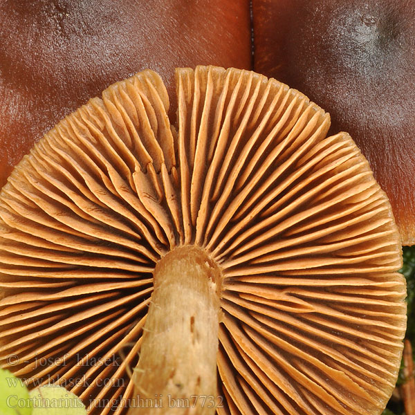 Pavučinec Junghuhnův Franjeplaatgordijnzwam Breitsporigen Samt-Wasserkopf Samtiger Cortinarius junghuhnii